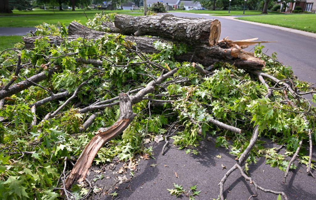tree-debris