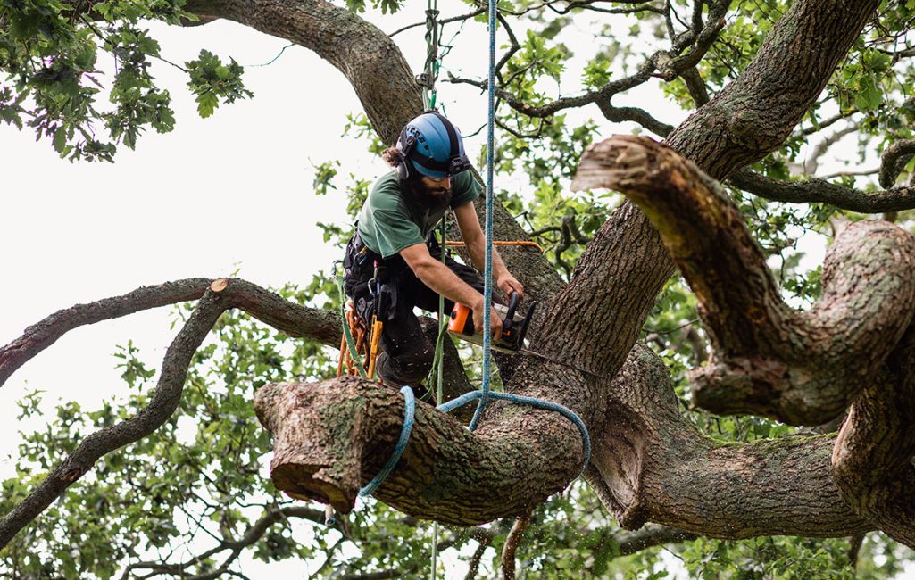 tree removal